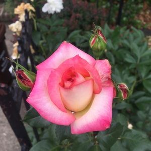 Meet your Posher, Hilary